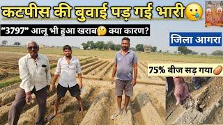 "3797" आलू की कटपीस भी हुई खराब  75% बीज हुआ खराब  गर्मी करा ही नुकसान POTATO REPORT UTTAR PRADESH