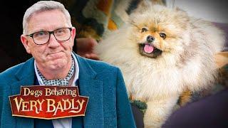 My Fluffy Dog HATES Being Touched! | Dog Behaving Very Badly