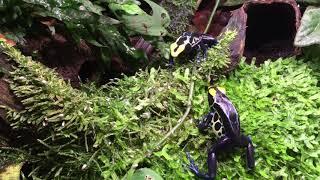 Dendrobates tinctorius ”Robertus“