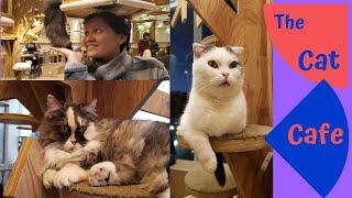 Tokyo Cat Cafe Experience (猫カフェ) | Only in Japan