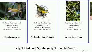 Vögel, Ordnung Sperlingsvögel, Familie Vireos birds pusillus Gelbkehlvireo Buschvireo Erpornis You