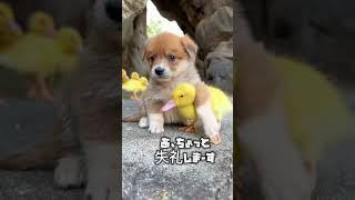 もはや夫婦wwww  ヒヨコと子犬  #動物　#海外  #癒し  #感動  #幸せ