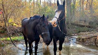 Gentle Giant Horse Teaches A Neglected Horse How To Play | The Dodo Faith = Restored