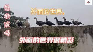 歌曲（外面的世界）原唱：齐秦