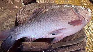 Incredible Big Rohu Fish Cleaning & Chopping By Expert Fish Cutter | Fish Cutting Skills