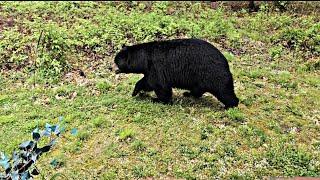 NEW ENGLAND BLACK BEAR   WATCH TILL THE END