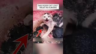 This Cat was Queen To His Owner | After Him His Son Throws them in Trash #shorts #rescue #cat