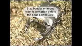 Stag Beetles come out of hibernation before earthquakes