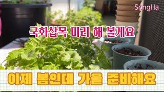 Chrysanthemum 국화 삽목하기  들국화 삽목  산국삽목 모래삽목  상토삽목