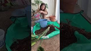 Repotting my Bird of Paradise