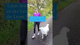 Hundetraining Leinenführigkeit 2️⃣ Hundetipps: #hundetraining #hundetipps #hundevideo #hundeliebe