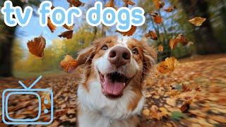 DOGTV: Chill Your Dog TV with Nature, Dogs, and Beaches! NEW 2024!