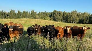 Blackland Ranches Inc. - 860# Sept/Oct Grass Heifers - 70 Head (Ardrossan, AB)