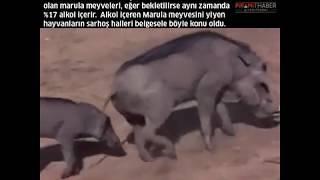 Marula Bitkisi Hayvanları Böyle Sarhoş Ediyor!