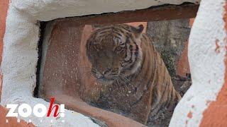 Die erste Grosskatze für Panthera ist da!