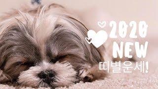 대망의 2020년 띠별 운세 ~ 아쿠아프리가 드리는 꿀팁