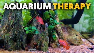 Aquarium Therapy  Scarlet Badis & Blue Velvet Shrimp Tank Relaxation