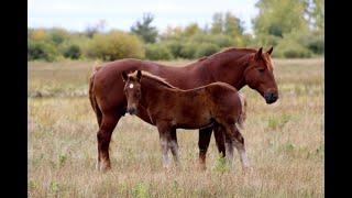 The Suffolk Punch Horse