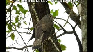 Indian Cuckoo @ Chiu Sein Chiong 9829