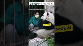 똑쟁이 멍얼 대추는 먹고 약은 퉤! #판다 #panda #명이 #MengEr #판다짤