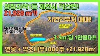 [no.318] 3.3m²당1만원대!! 21,928m² 토지+자연연못+약초나무1000그루까지! 제천시 청정1번지 덕산면! 덕산시내1km! 나는 자연인이다 강력추천!!