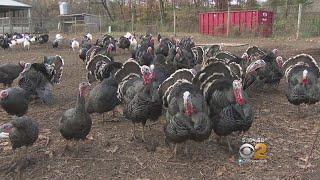 Turkey Farm Prepares For Thanksgiving