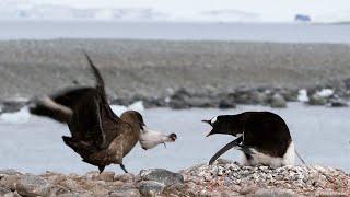 Skua steals a Penguin Chick off the Nest