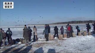 オオワシなどを間近に　キリリと引き締まる空気の中ツアー　北海道根室市 (20/01/25 12:30)