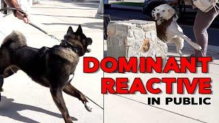 SOCIALIZE a DOMINANT REACTIVE DOG IN PUBLIC pt 1