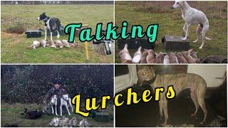 Does it matter what's in a Lurcher? Talking Lurchers