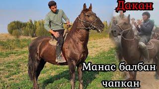 Манас балбан чапкан ДАКАН Эламандан