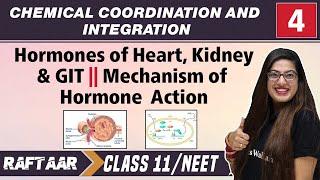 Chemical Coordination & Integration 04 || Hormones of Heart, Kidney & GIT || Class 11/NEET | RAFTAAR