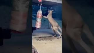 From Orphan to Guardian: The Remarkable Journey of a Baby Kangaroo#shorts #animals #kangaroo #love