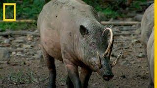 BABIRUSA. El Extraño CERDO-CIERVO | National Geographic en Español