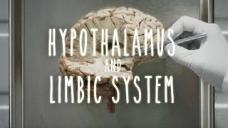 Neuroanatomy S1 E4: Hypothalamus and Limbic System #neuroanatomy #ubcmedicine