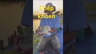 Lên chép khoen thưởng 100kHồ Câu Đài 365#fishing