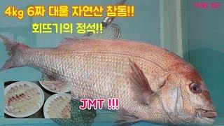 4kg 6짜 자연산 대물 참돔회뜨기 영상, 회뜨는법, 회뜨기의 정석!!