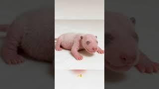 5 Wild Panda Facts You’ve Never Heard!
