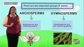 Angiosperms and gymnosperms - Logos Academy