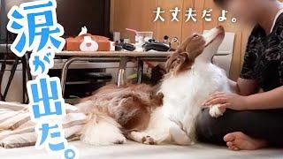 【編集しながら泣いた】息子と愛犬のお留守番モニタリングした結果・・・【優しいお兄ちゃんと寂しがり屋のボーダーコリー】