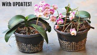 Growing Orchids at home is SUPER easy, A-Z guide for beginners!