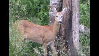 Bockjagd im Gebirge 4K