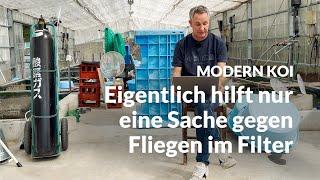 Was tun gegen Fliegen im Filterhaus?  | Modern Koi Blog #6944