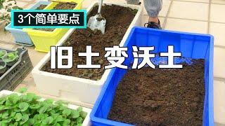 种菜的旧土得过病害怎么处理？简单3步处理一下，比新的土还好用