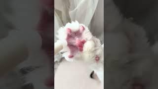 Cute cat's feet