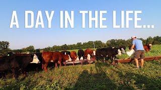 A Day In the Life of A Cattle Farmer!