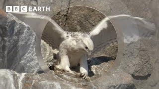 A Baby Falcon's First Flight | Animal Babies | BBC Earth