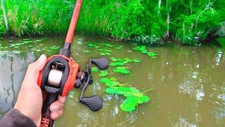 RECORD Day of FROG Fishing! (LOADED w/ GIANT Bass)