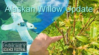 Alaskan Willow Update 2024