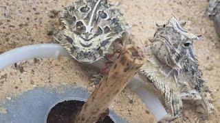 'Horned frogs' are actually 'horned lizards' and yes, they are hibernating during National Champions